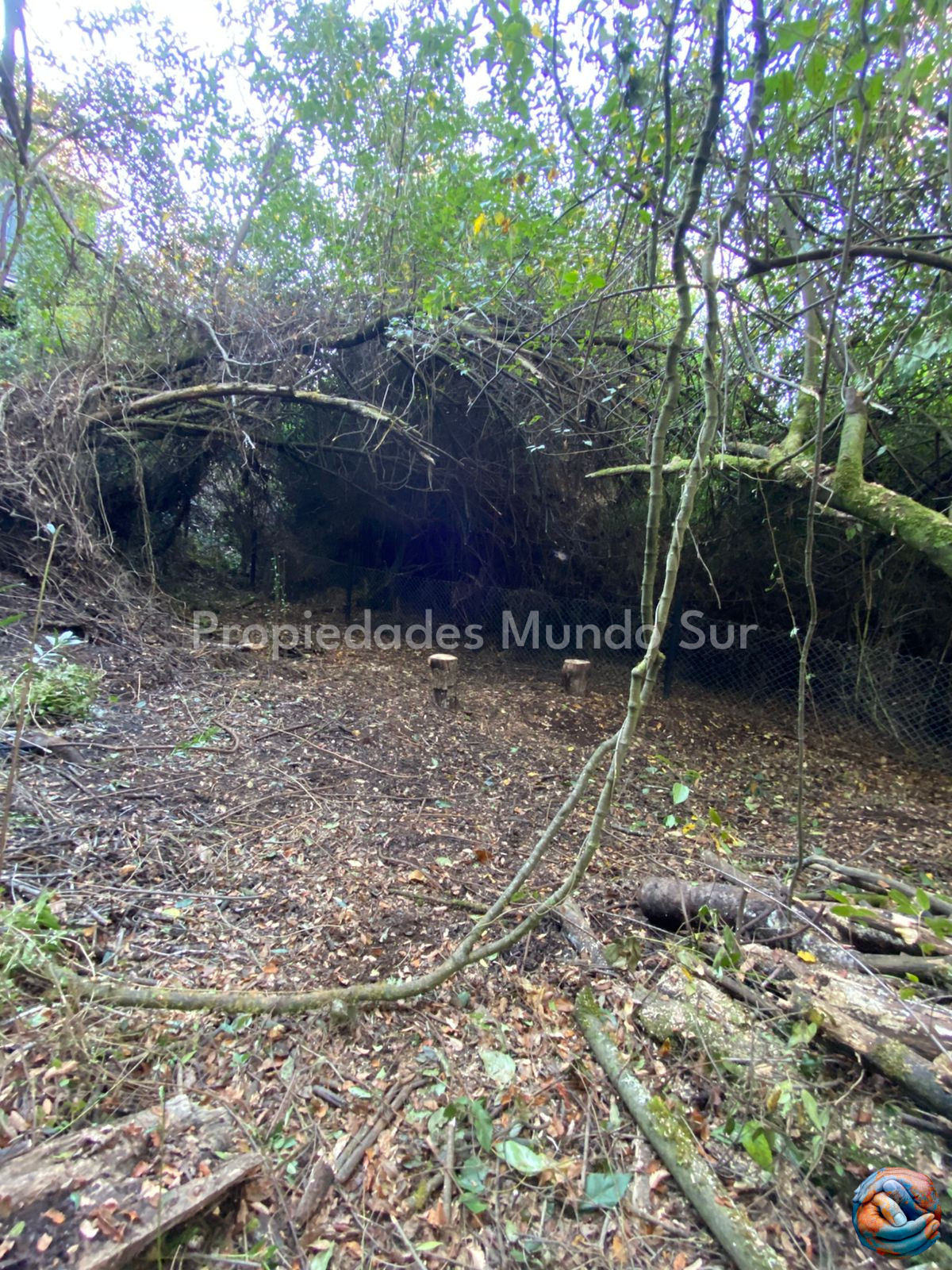 Imagen 5